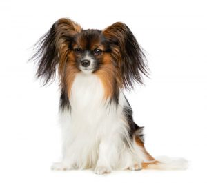 Papillon