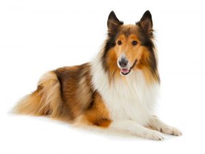 Collie