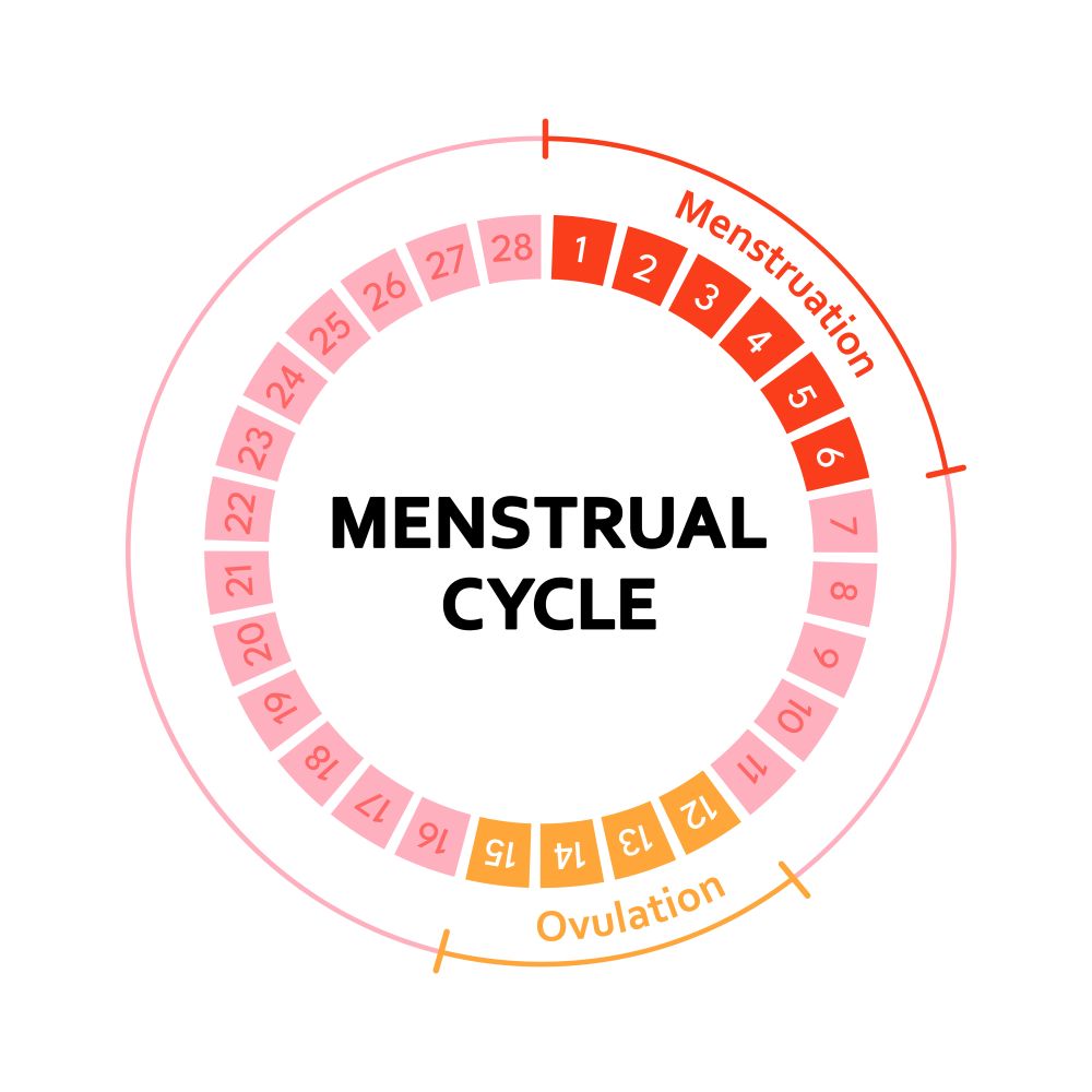 Menstruationszyklus einfach erklärt: Endlich verstehen, was in deinem Körper passiert
